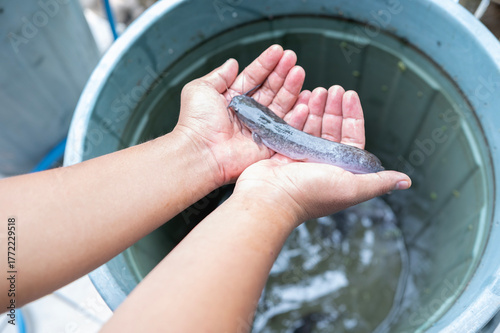 Catfish are lifted by hand, the harvest of farmed catfish in buckets or mini aquaponics systems. 
