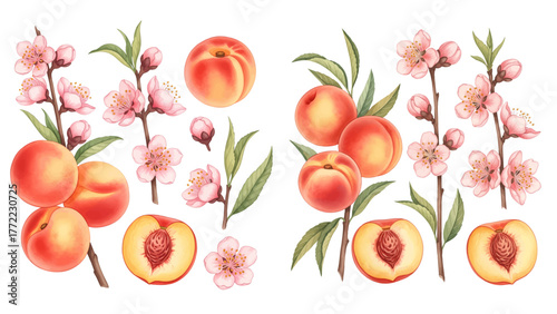 watercolor peach clipart for graphic resources