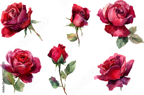 watercolor red pink rose flower clipart