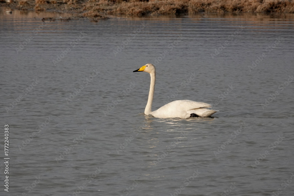 Fototapeta premium A whooping swan on a lake near the village of Kosh-Agach, Altai Republic, Western Siberia