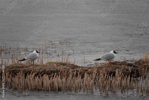 Seagulls on a lake in the village of Kosh-Agach, Altai Republic, Western Siberia