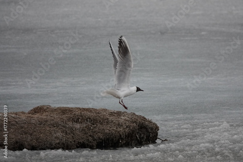 A seagull on a lake in the village of Kosh-Agach, Altai Republic, Western Siberia