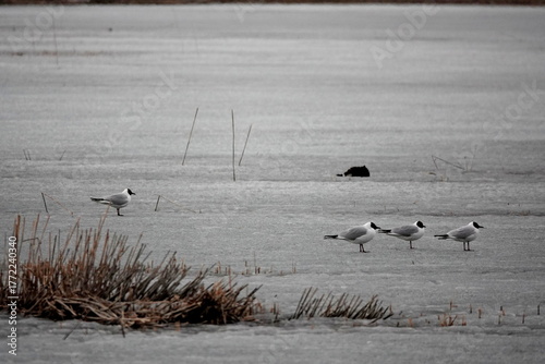 Seagulls on a lake in the village of Kosh-Agach, Altai Republic, Western Siberia