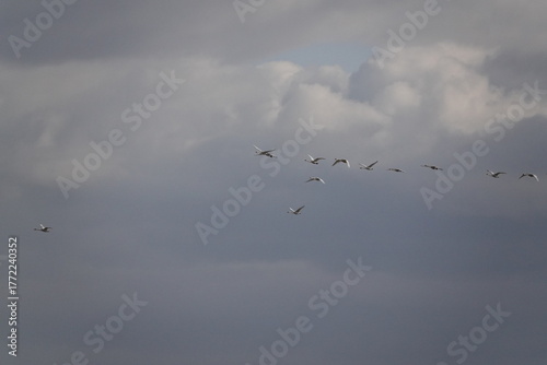 Swans in the sky over the Altai Mountains, Western Siberia, Russia
