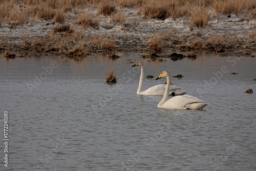 Whooping swans on a lake near the village of Kosh-Agach, Altai Republic, Western Siberia