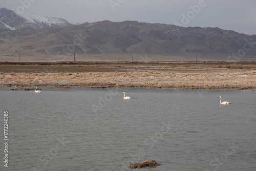 Whooping swans on a lake near the village of Kosh-Agach, Altai Republic, Western Siberia