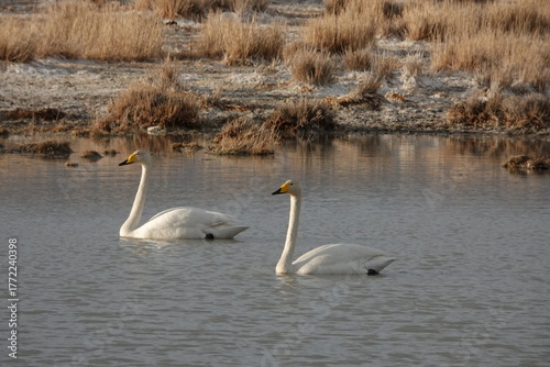 Whooping swans on a lake near the village of Kosh-Agach, Altai Republic, Western Siberia