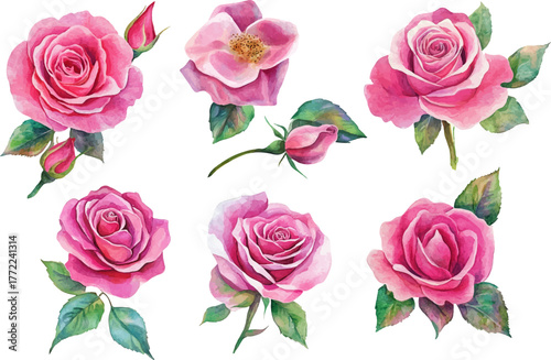 set of roses vector illustration
