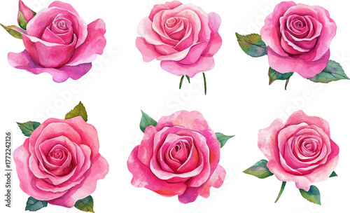 set of pink roses isolated
