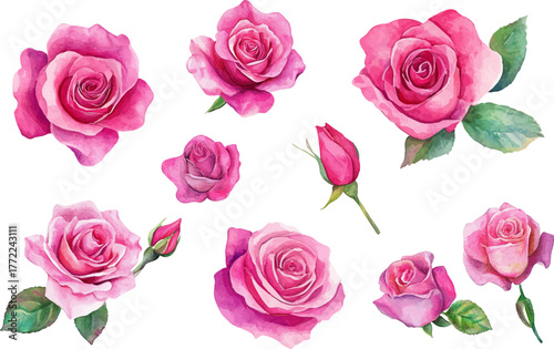 Watercolor roses flowers, leaves. Elegant Watercolor Floral roses on a branch.