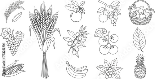 Fruits vegetables wheat corn grapes olives pineapple bananas apple cherry