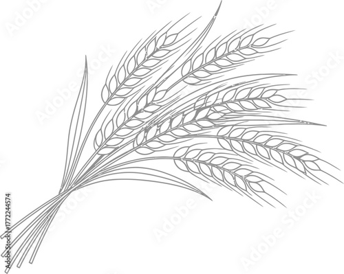 Wheat grain harvest agriculture crop field food healthy nature plant farming bread