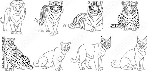 Lion tiger leopard cheetah cougar lynx wildcat feline predator mammal zoo