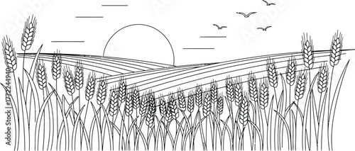 Wheat field agriculture harvest farm rural countryside nature landscape sun