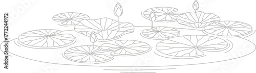 Lotus waterlily pond flower nature zen meditation peace tranquility calm spa