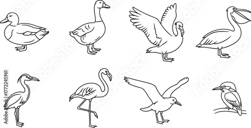 Bird duck goose swan pelican heron flamingo seagull kingfisher wildlife line