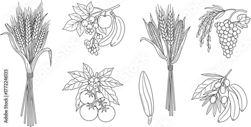 Wheat corn rice grapes olives tomatoes bananas apples berries grains fruits