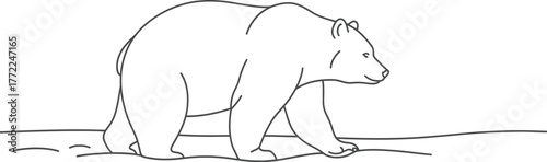 Bear mammal wildlife animal nature predator forest wild grizzly walking zoo