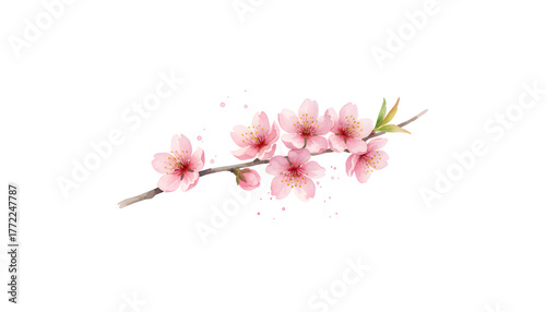 Fototapeta Naklejka Na Ścianę i Meble -  Delicate Pink Cherry Blossom Branch Watercolor Illustration Isolated on White Background