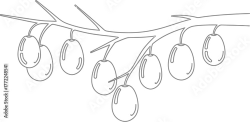 Olive branch olives tree nature food plant agriculture mediterranean fruit oil