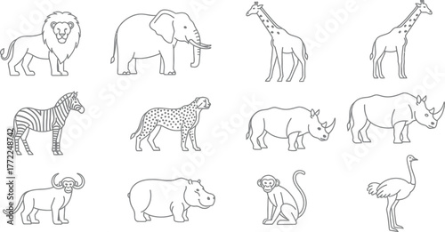 African animals lion elephant giraffe zebra cheetah rhino hippo monkey ostrich zoo