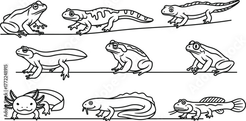 Frogs salamanders newts axolotl amphibians wildlife nature cartoon drawing line