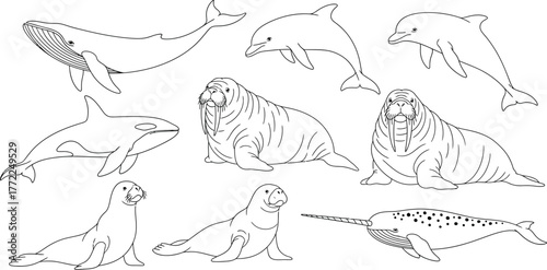Marine mammals whale dolphin walrus seal narwhal ocean sea arctic antarctic