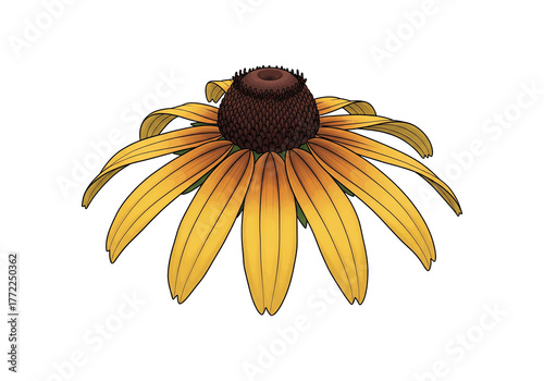Yellow Black-Eyed Susan PNG Clip Art - Transparent Rudbeckia Flower Vector Illustration