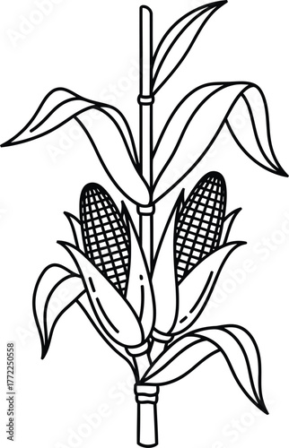 Corn maize agriculture farming harvest grain crop plant food field kernels stalk