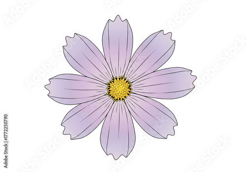 Cosmos Flower Clip Art PNG - Purple Daisy Illustration, Transparent Background