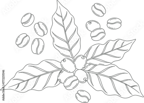 Coffee beans plant leaves caffeine aroma drink beverage roast espresso brew