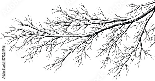 Tree branch winter bare silhouette nature forest drawing outline season art