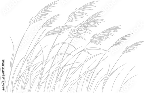 Grass reeds field nature wind blowing plants summer autumn outdoor drawing