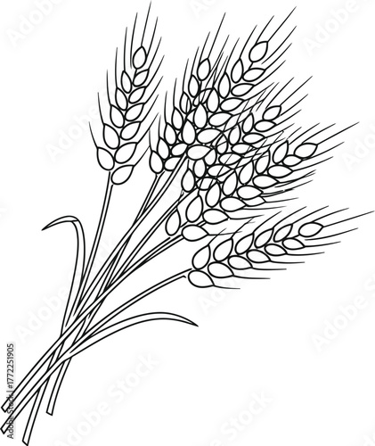 Wheat grain harvest agriculture farming food cereal crop field nature rye