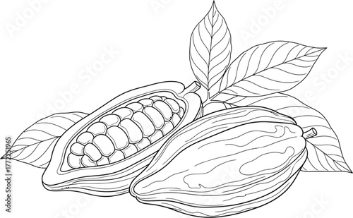 Cacao cocoa bean pod chocolate plant food ingredient raw organic healthy leaf