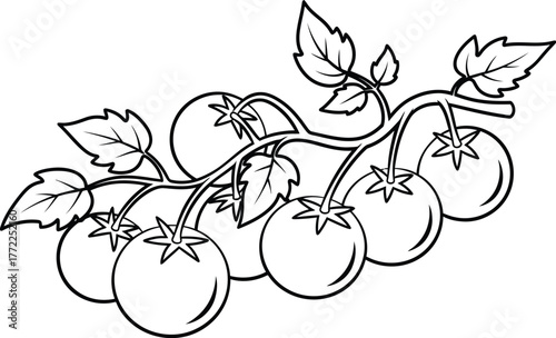 Tomatoes vine vegetables food garden fresh healthy organic plant harvest ripe