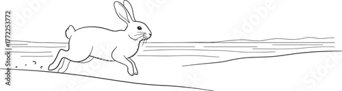 Rabbit running hare mammal animal wildlife nature speed outdoors sketch drawing art