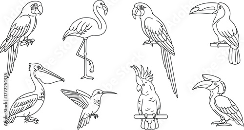 Bird parrot flamingo toucan pelican hummingbird cockatoo hornbill avian wildlife