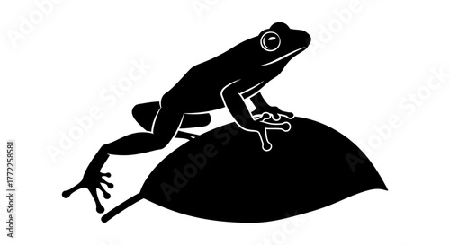 Frog on leaf with transparent background