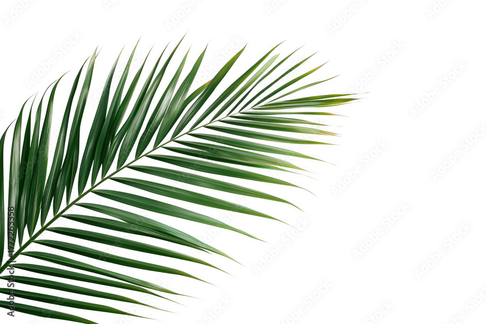 Fototapeta premium Green palm frond against black isolated on a transparent background