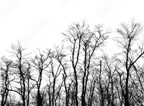 Silhouettes of bare trees with branches isolated on white. Black and white vector illustration
