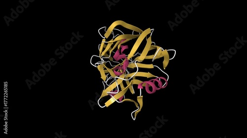 Structure of recombinant bovine chymosin. Animated 3D cartoon model, pdb 1cms, secondary structure color scheme, black background