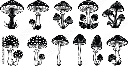 Mushroom silhouette icon set, black fungi vector illustration, wild edible and toxic species graphic, botanical design, nature element collection, isolated shapes