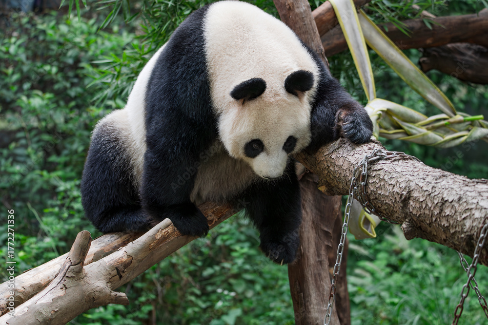 Fototapeta premium The adorable giant pandas in their daily lives