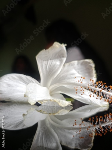 Close up of white hibiscus flower, hibiscus flower, its a beautiful white hibiscus flower, hibiscus, close up of white hibiscus, close-up of hibiscus, white flower 