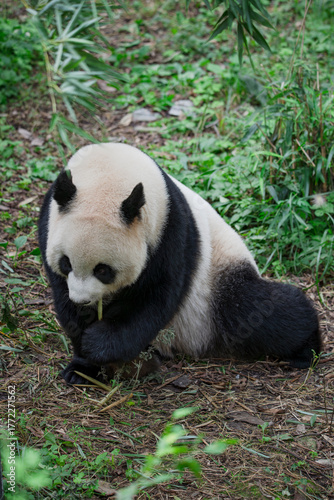 The adorable giant pandas in their daily lives