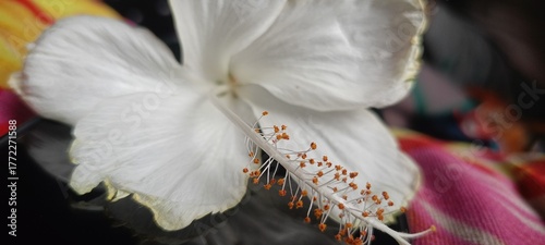Close up of white hibiscus flower, hibiscus flower, its a beautiful white hibiscus flower, hibiscus, close up of white hibiscus, close-up of hibiscus, white flower 