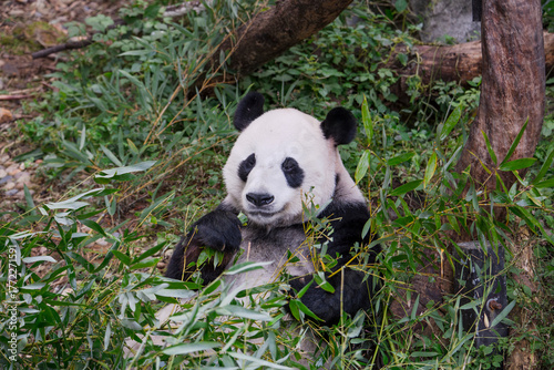 The adorable giant pandas in their daily lives