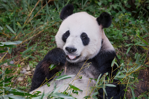 The adorable giant pandas in their daily lives