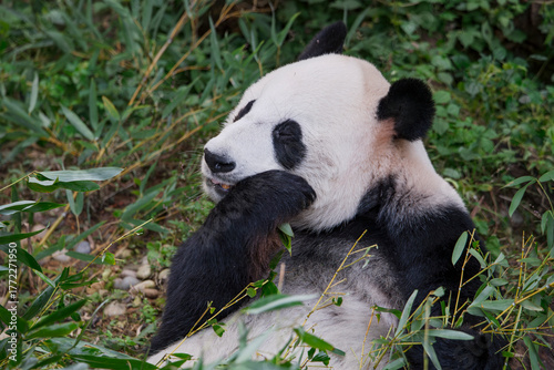 The adorable giant pandas in their daily lives